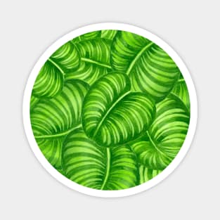 Calathea leaves Magnet